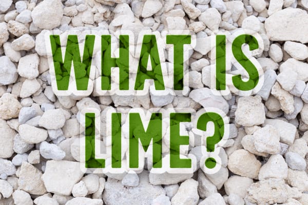 What Is Lime?